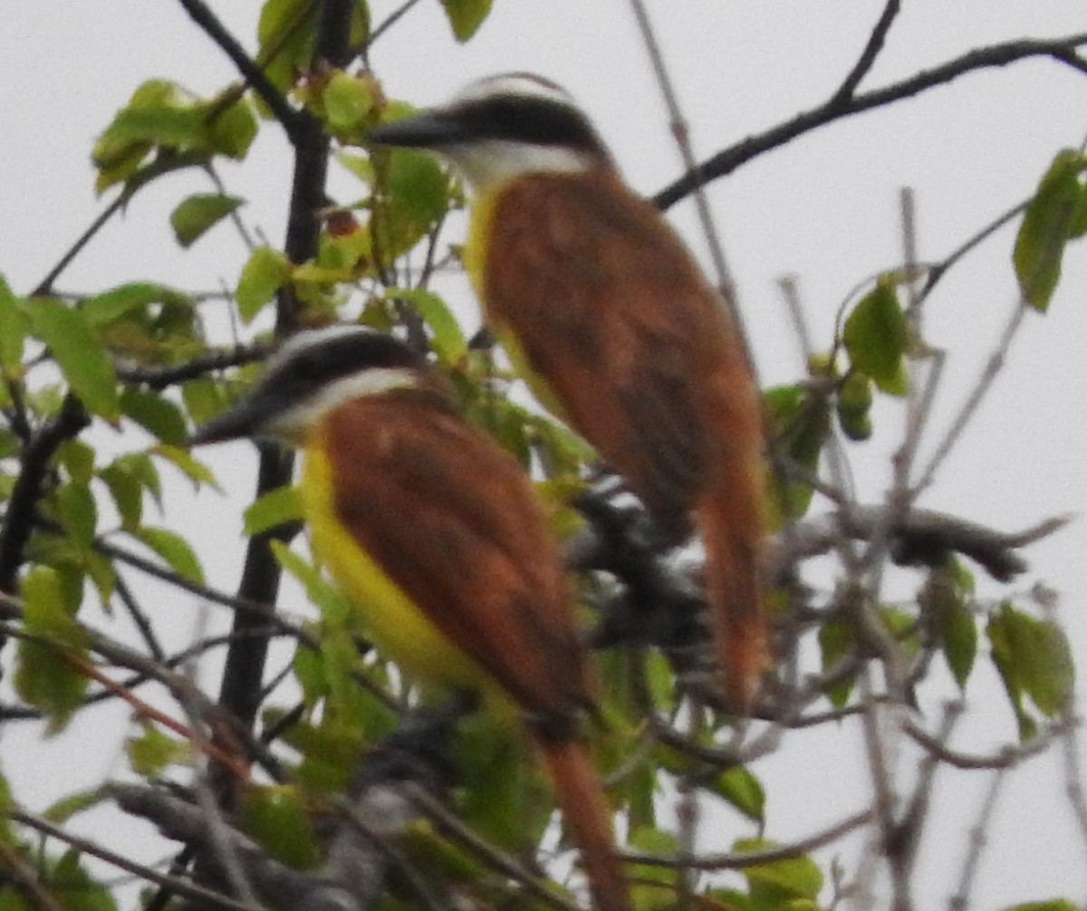 Great Kiskadee - ML622709436