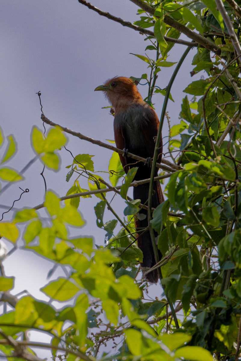 Squirrel Cuckoo - ML622709741