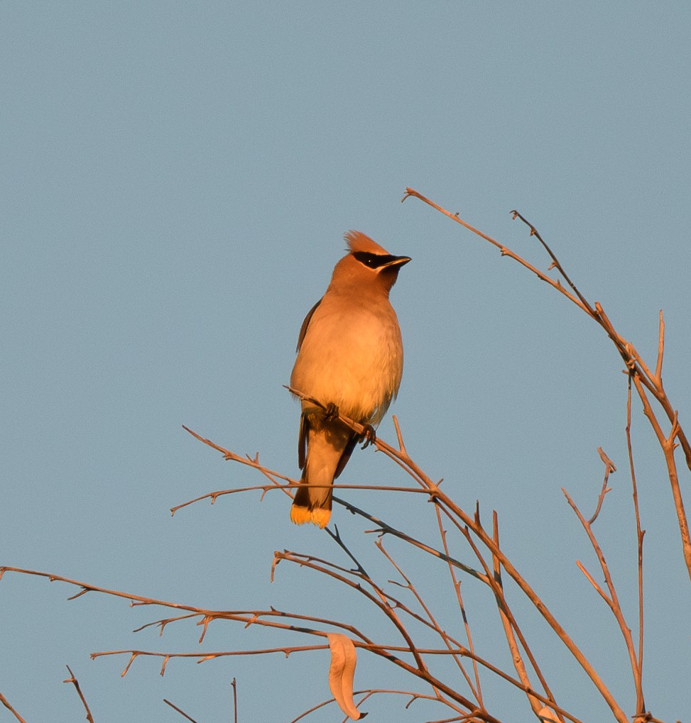 EBird Checklist 18 Aug 2024 Putah Creek Riparian Reserve YOL Co 55 Species