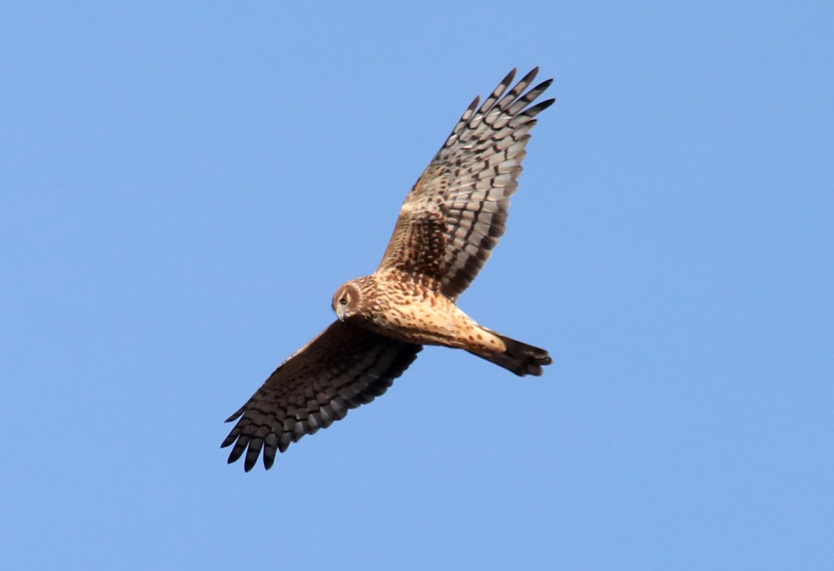 Northern Harrier - Kevin Munro Smith