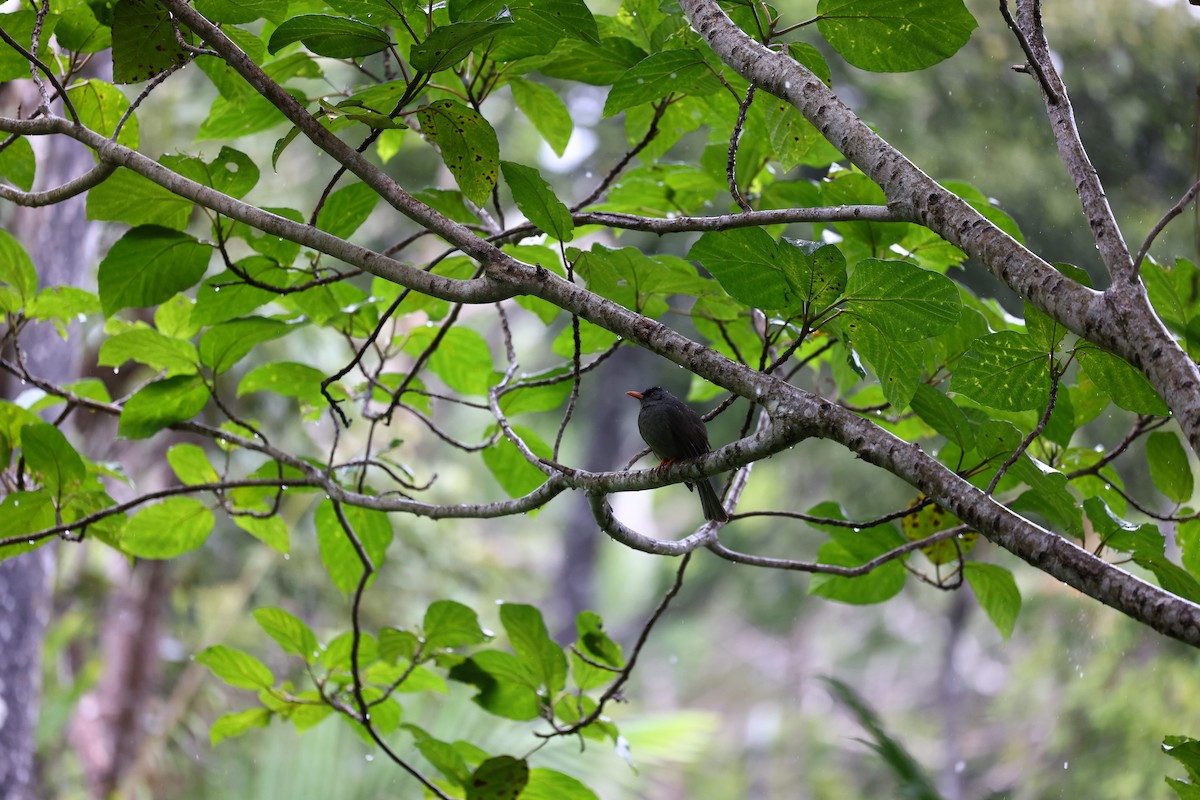 Mauritius Bulbul - Steffen Haußmann