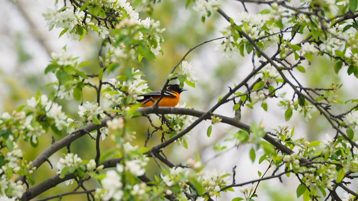 Baltimore Oriole - ML622709829