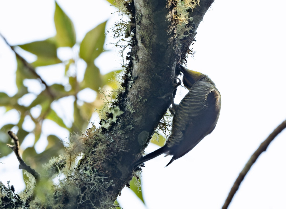 White-browed Woodpecker - ML622709867