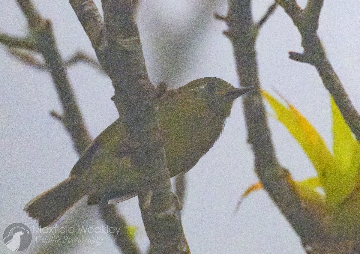 Olive-streaked Flycatcher - ML622709902