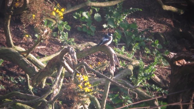 Collared Flycatcher - ML622709916