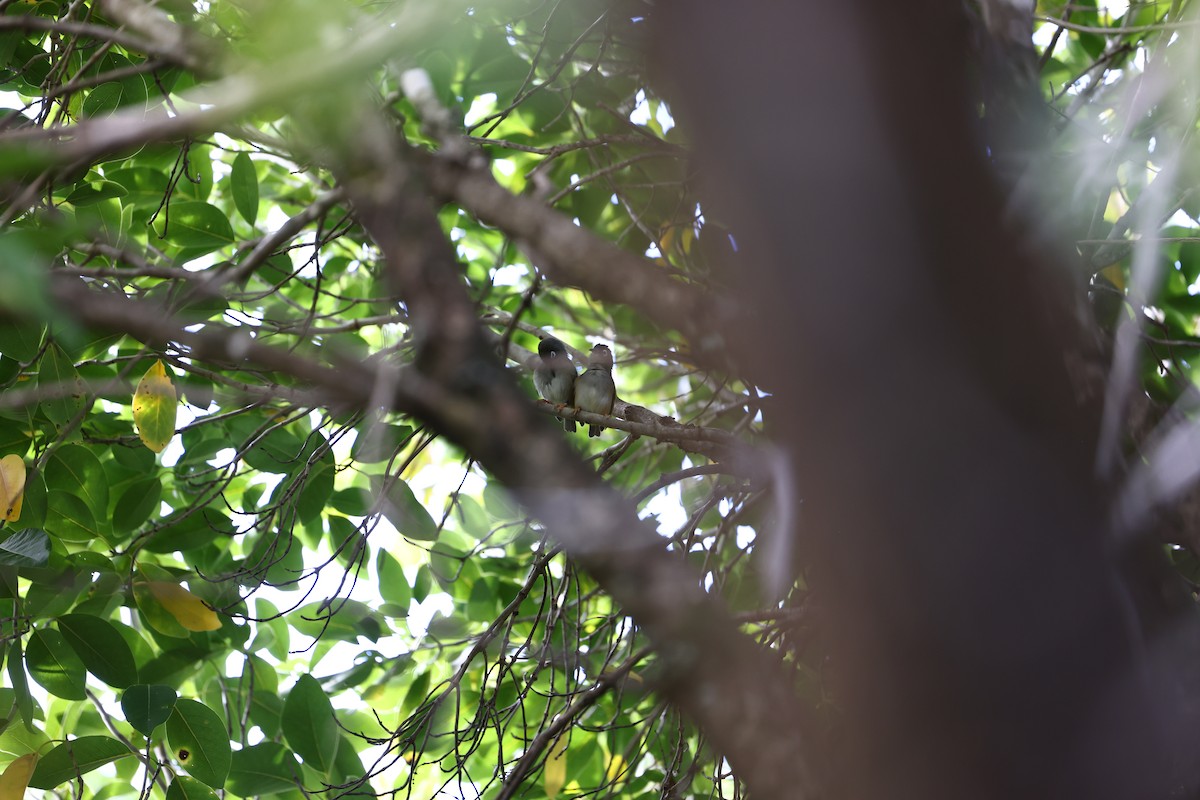 Mauritius White-eye - ML622709992