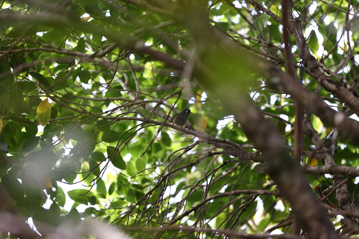 Mauritius White-eye - ML622709994