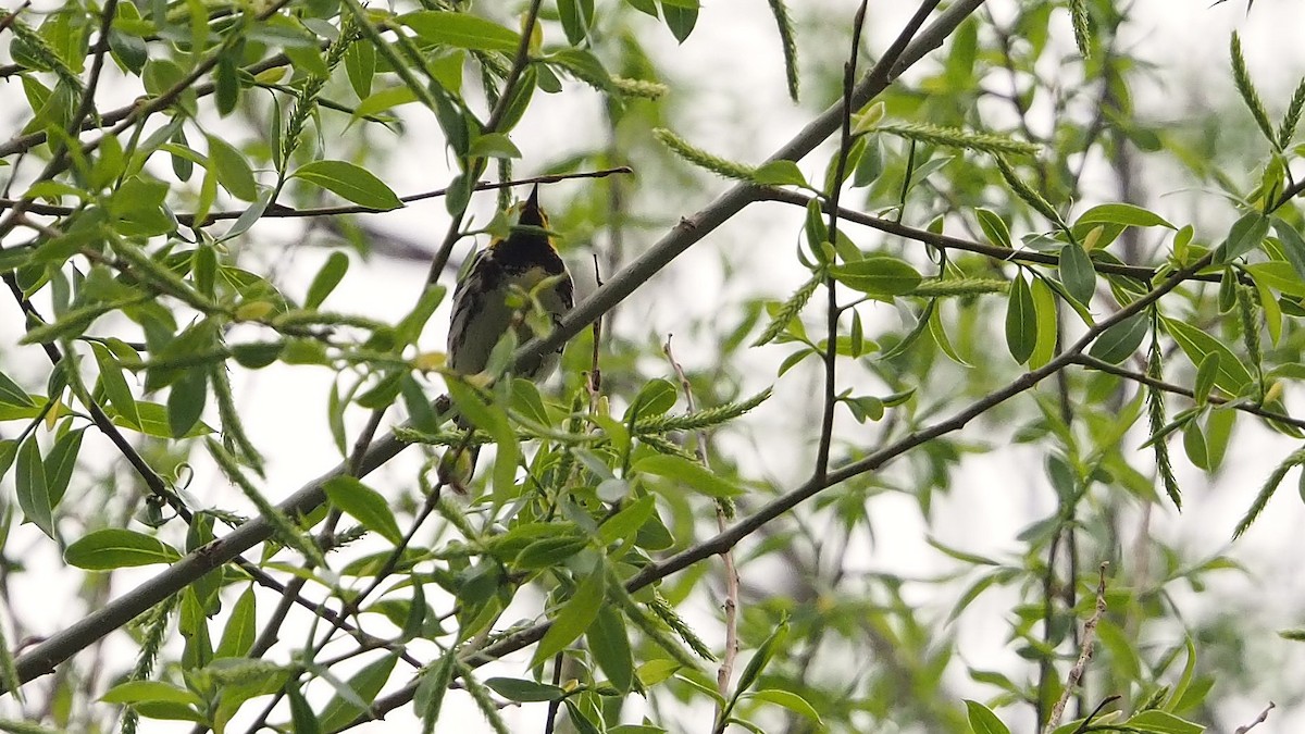 Black-throated Green Warbler - ML622710074