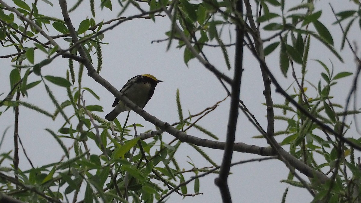 Black-throated Green Warbler - ML622710075