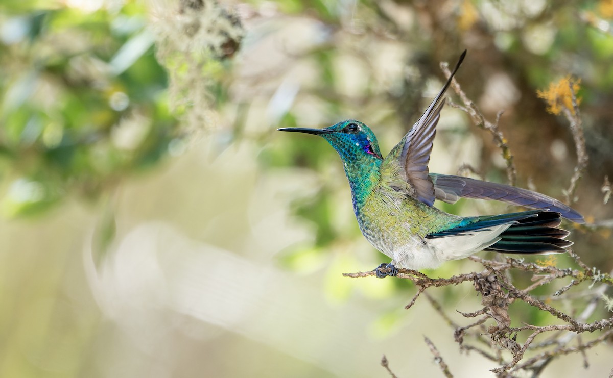 White-vented Violetear - ML622710114