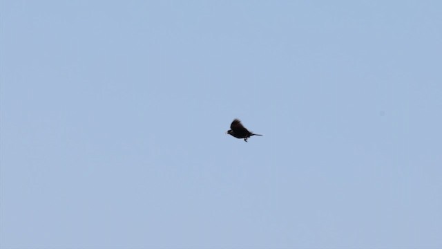 Lark Bunting - ML622710115