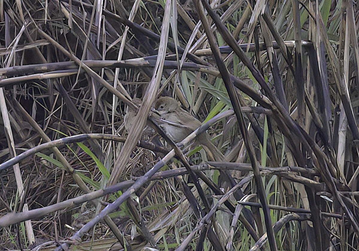 Papuan Grassbird - ML622710124