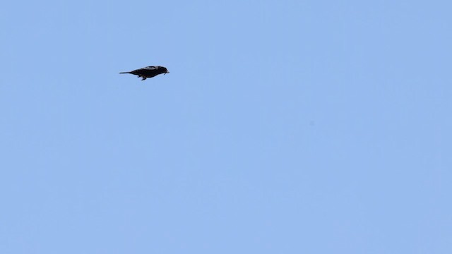 Lark Bunting - ML622710125