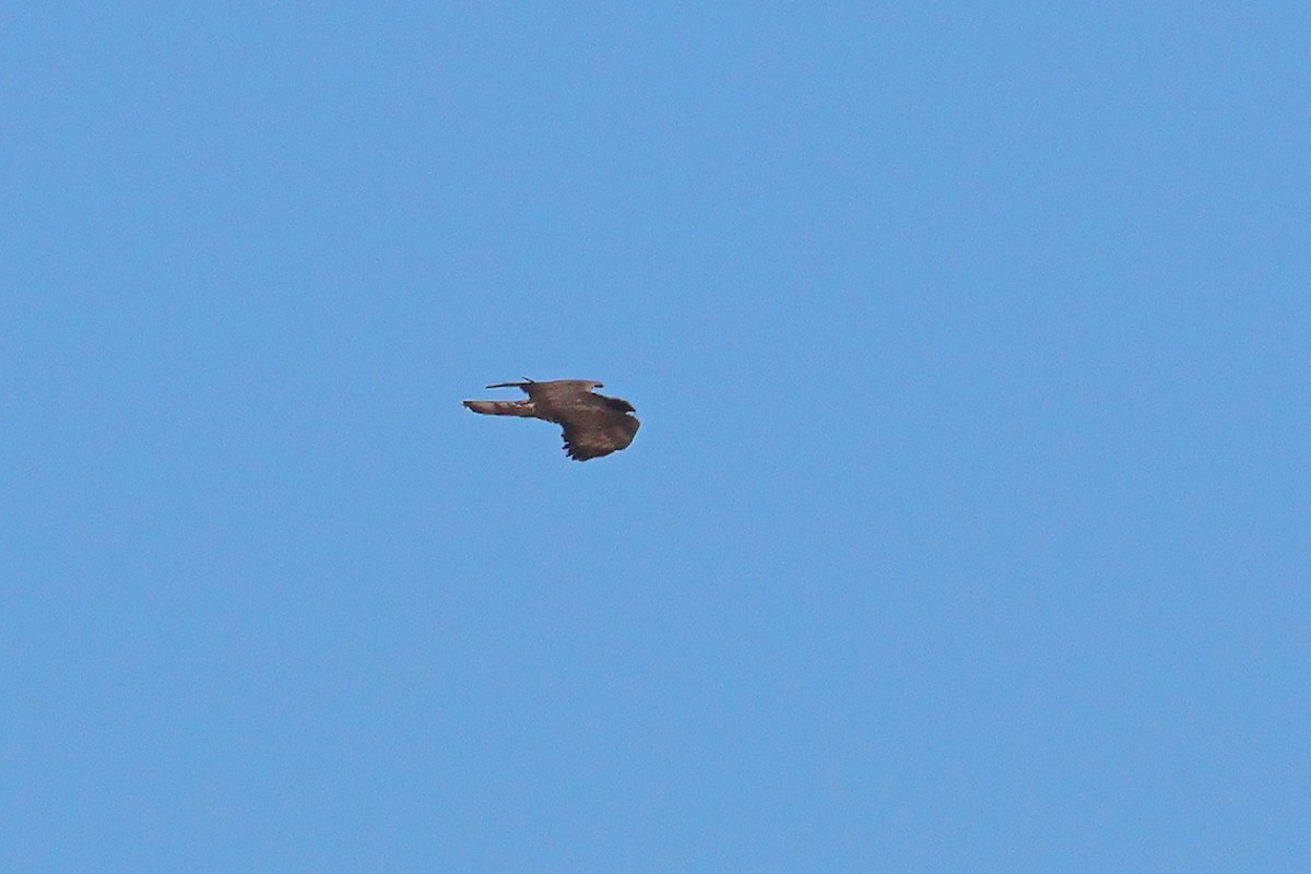 European Honey-buzzard - António Gonçalves