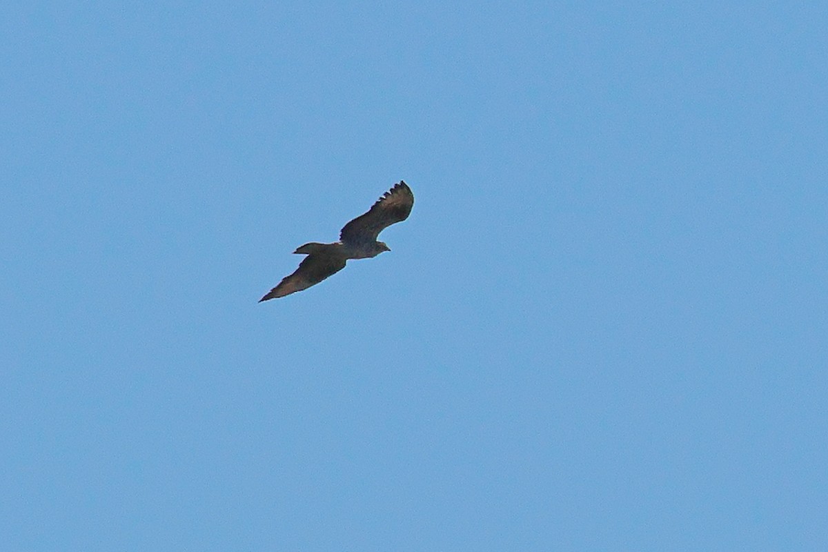 European Honey-buzzard - ML622710170