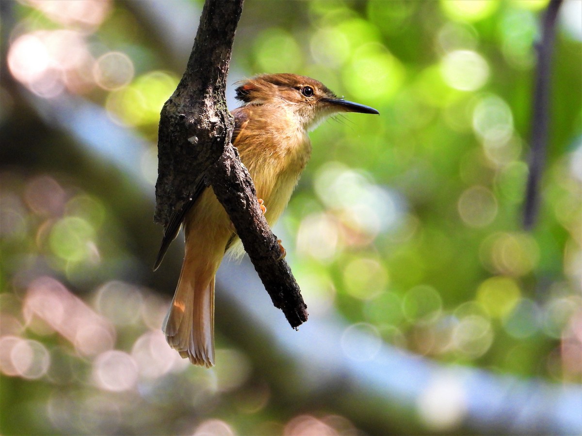 Tropical Royal Flycatcher - ML622710175