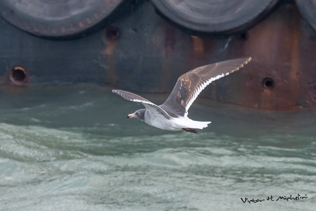 Dolphin Gull - ML622710198