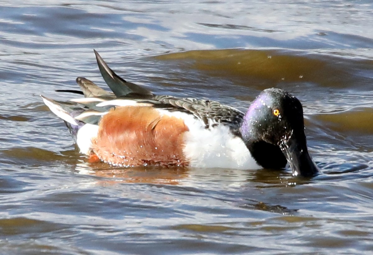 Northern Shoveler - Kevin Munro Smith