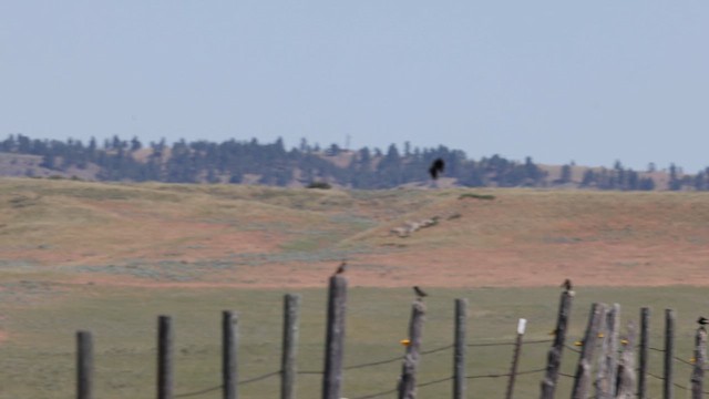 Lark Bunting - ML622710206