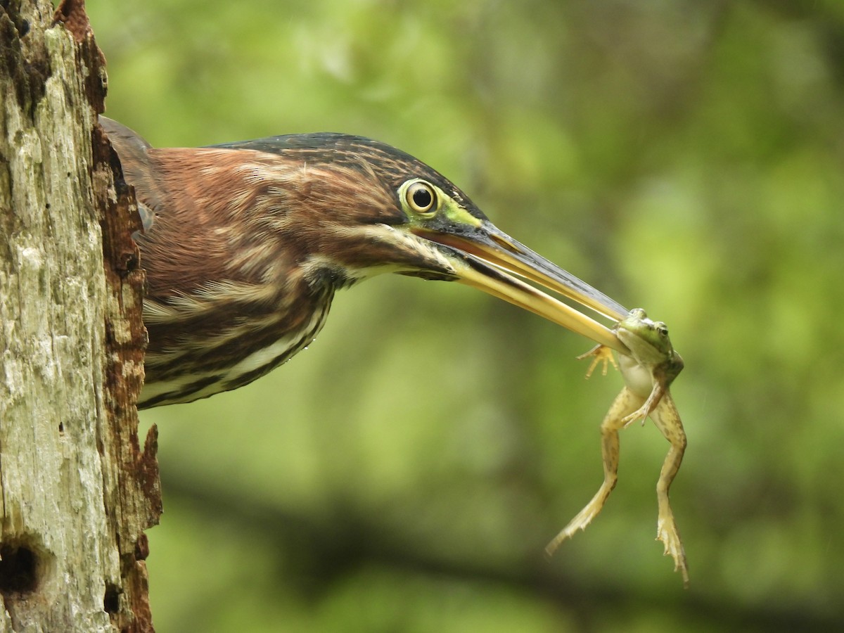 Green Heron - ML622710284