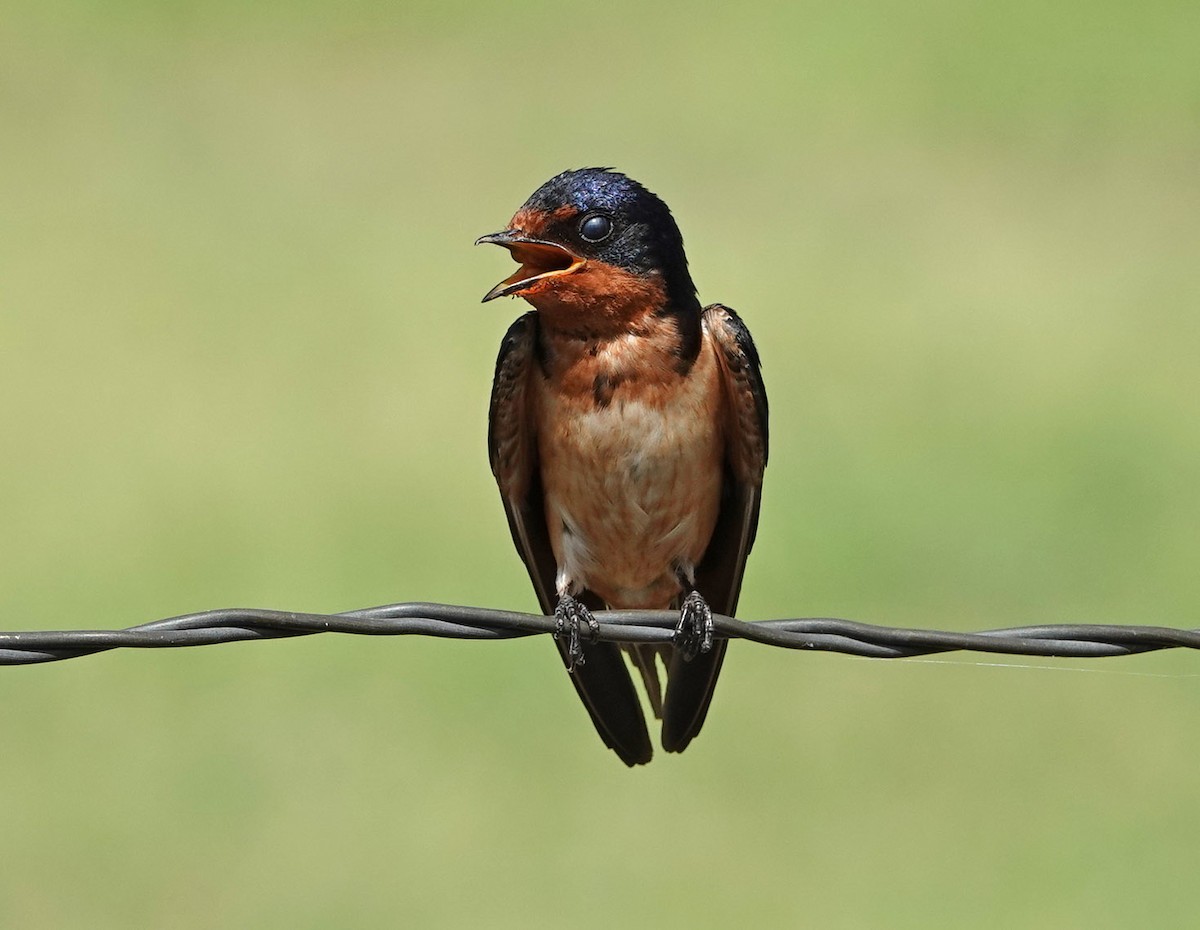 Barn Swallow - Cathy Beck