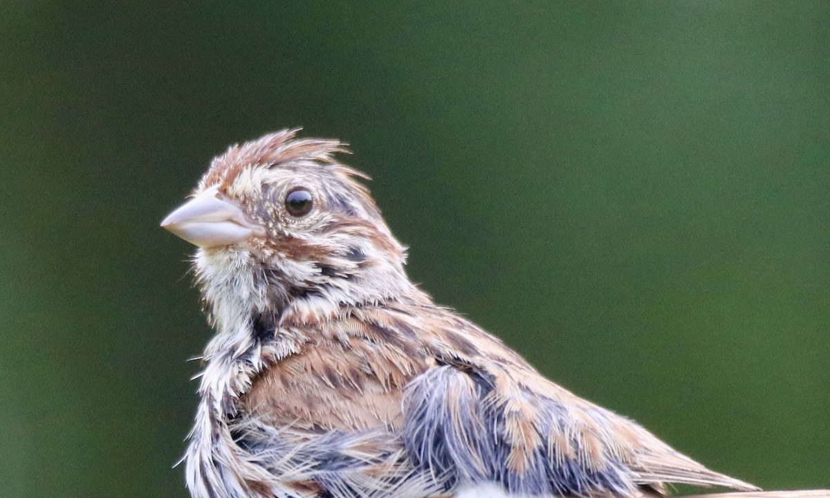 Song Sparrow - Kelly Krechmer