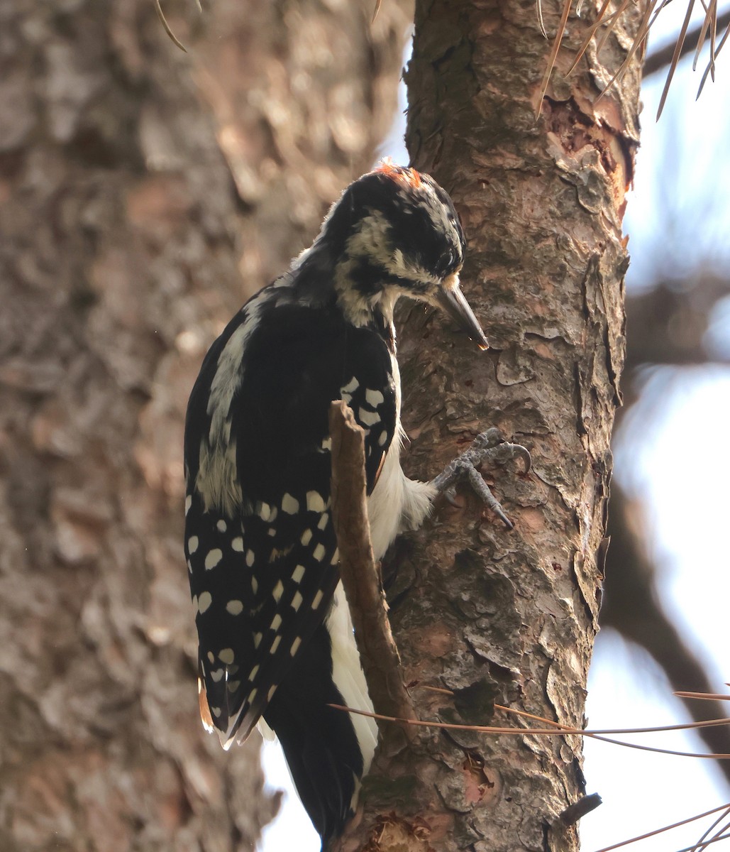 Hairy Woodpecker - ML622710478