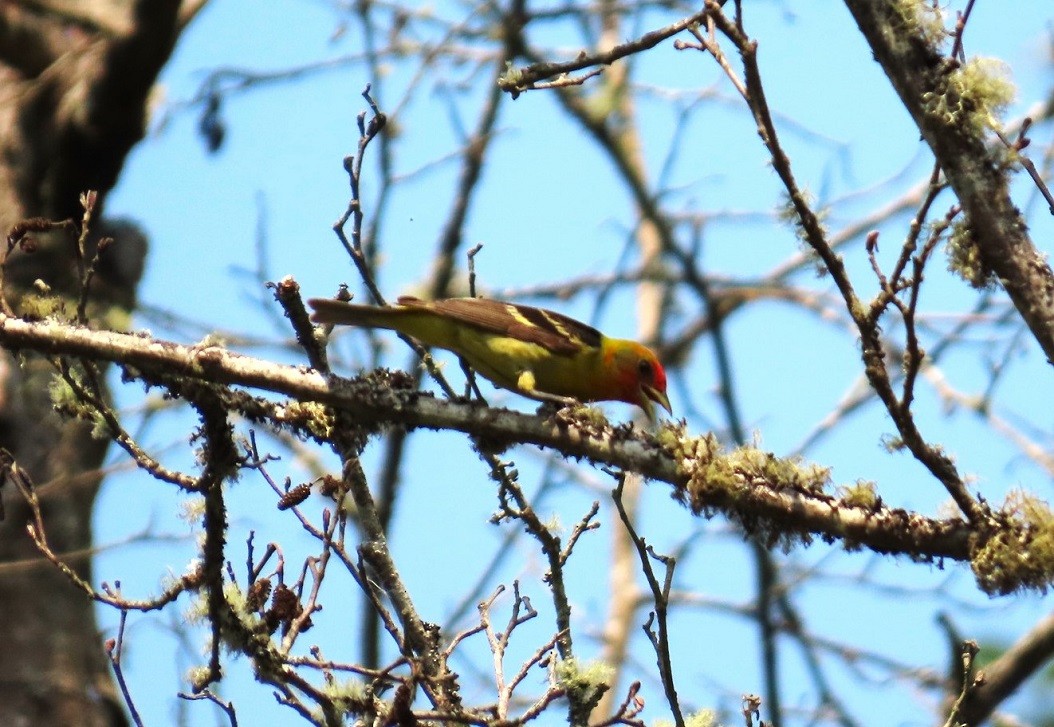 Western Tanager - ML622710479