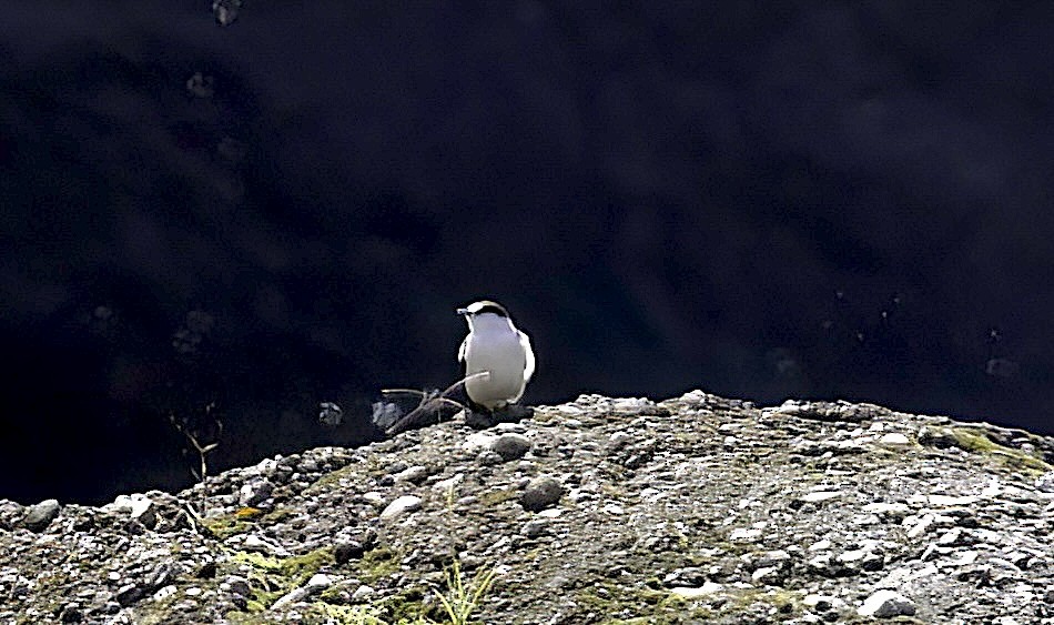 Torrent Flyrobin - ML622710535