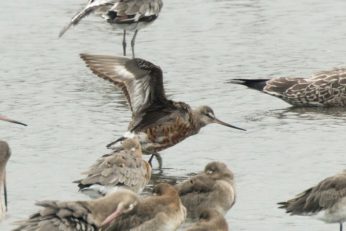 Hudsonian Godwit - ML622710544