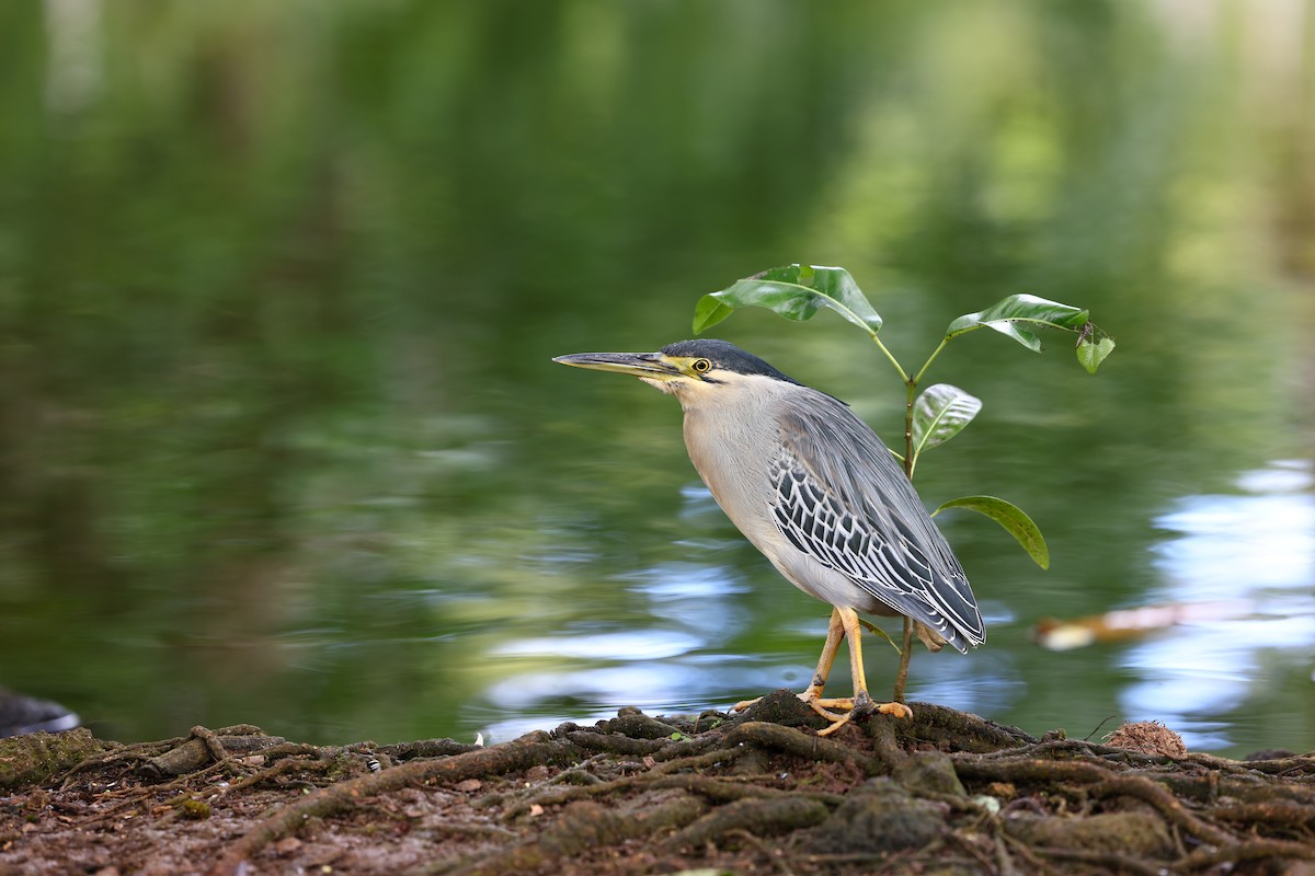 Striated Heron - ML622710557