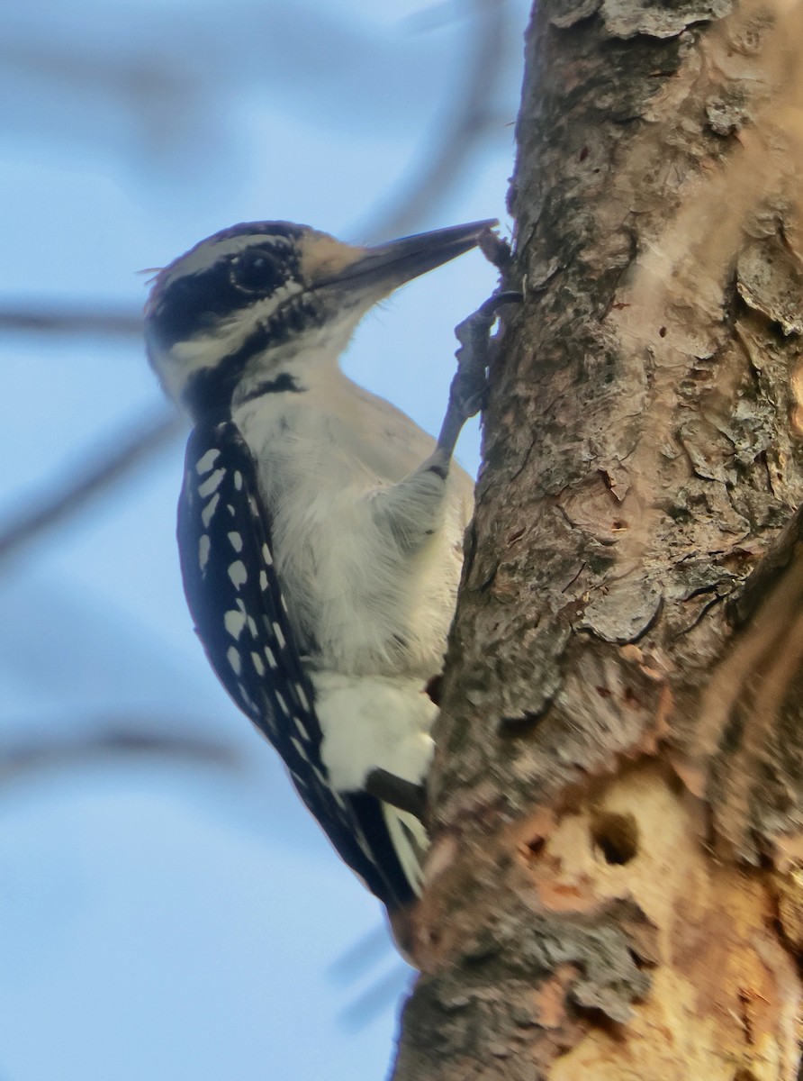 Hairy Woodpecker - ML622710590