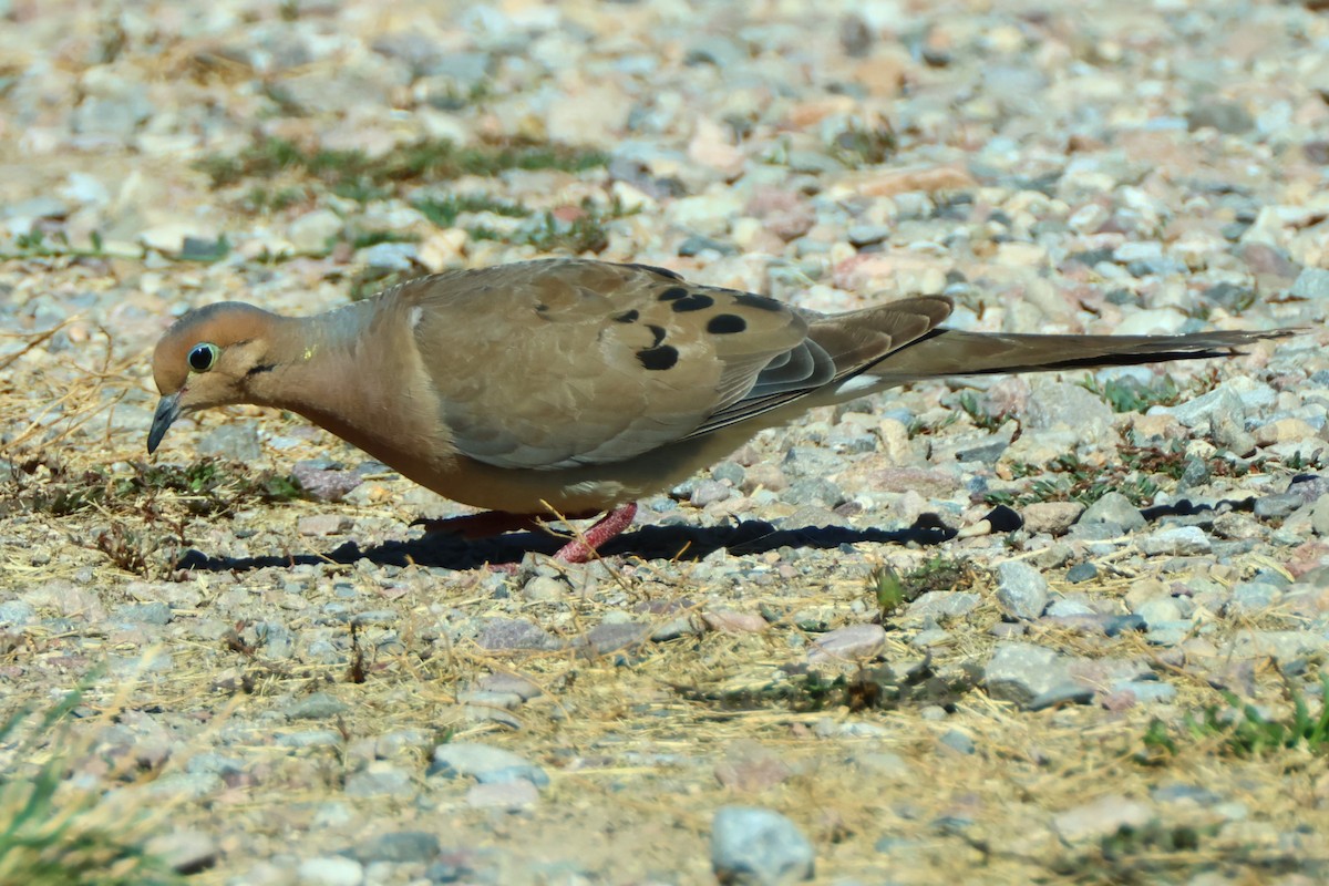 Mourning Dove - ML622710630