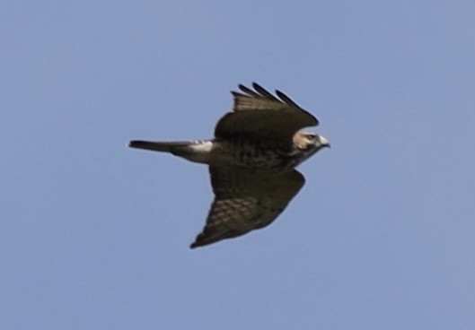 Broad-winged Hawk - ML622710635