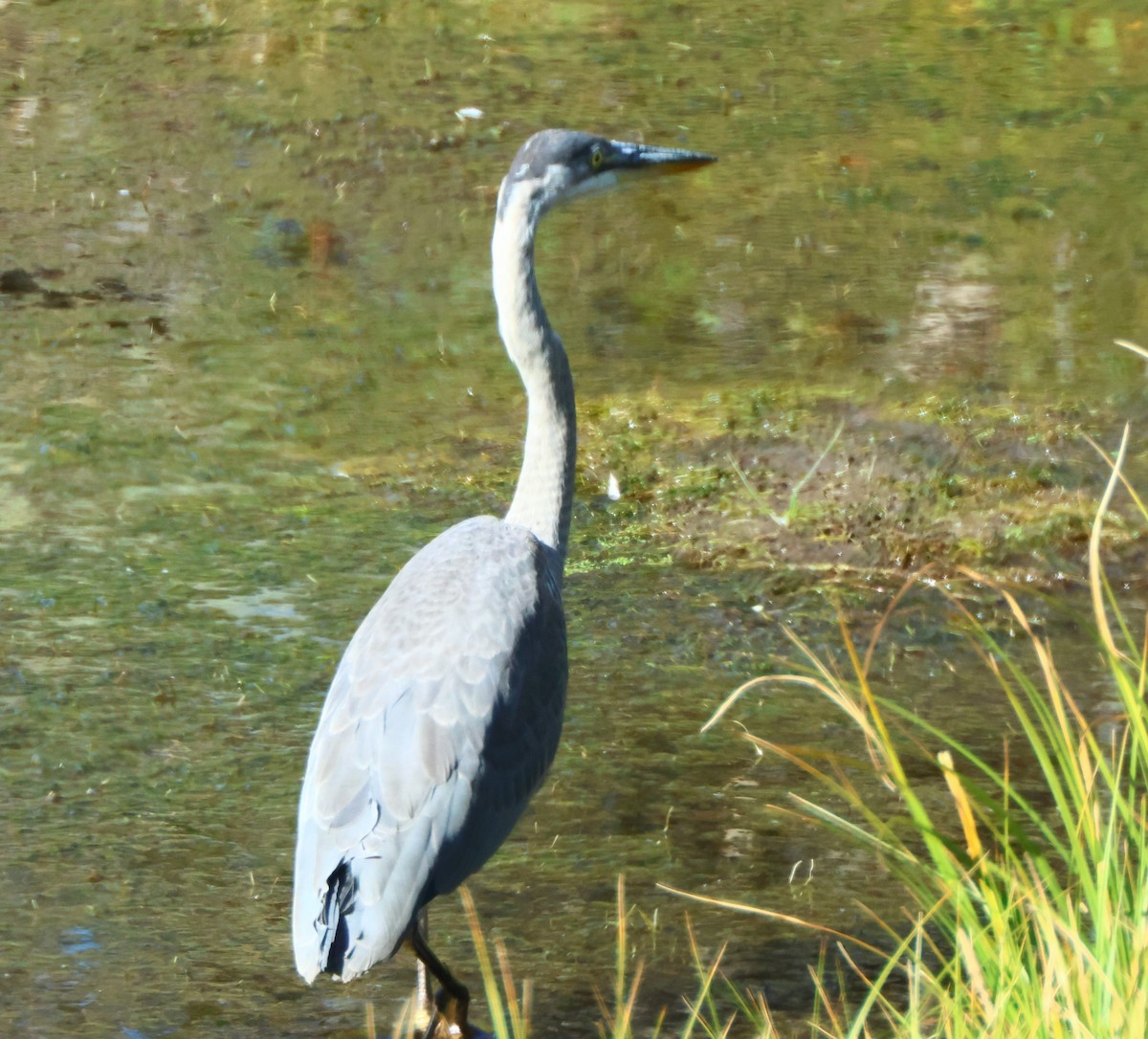 Great Blue Heron - ML622710660