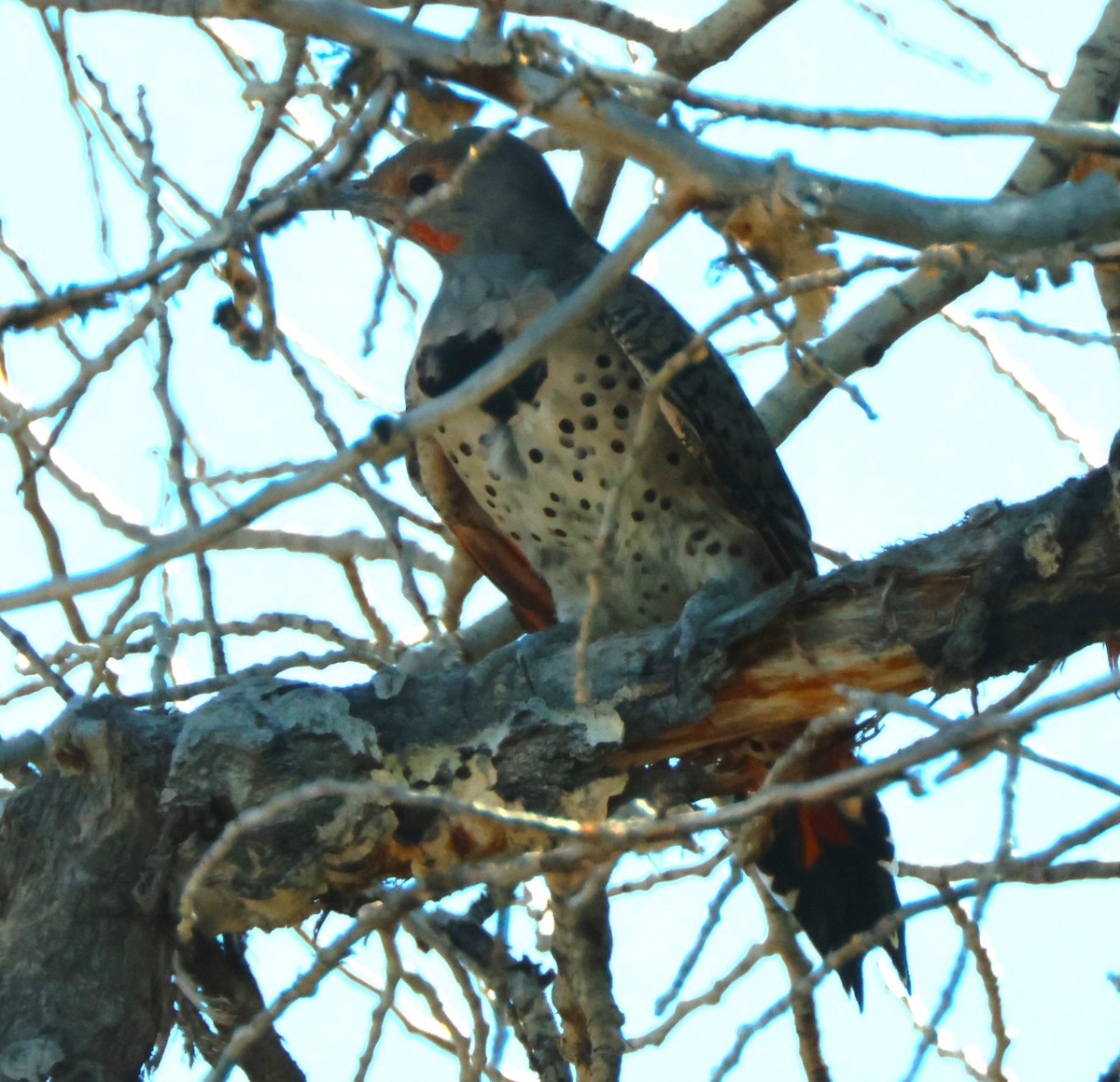 Northern Flicker - ML622710668