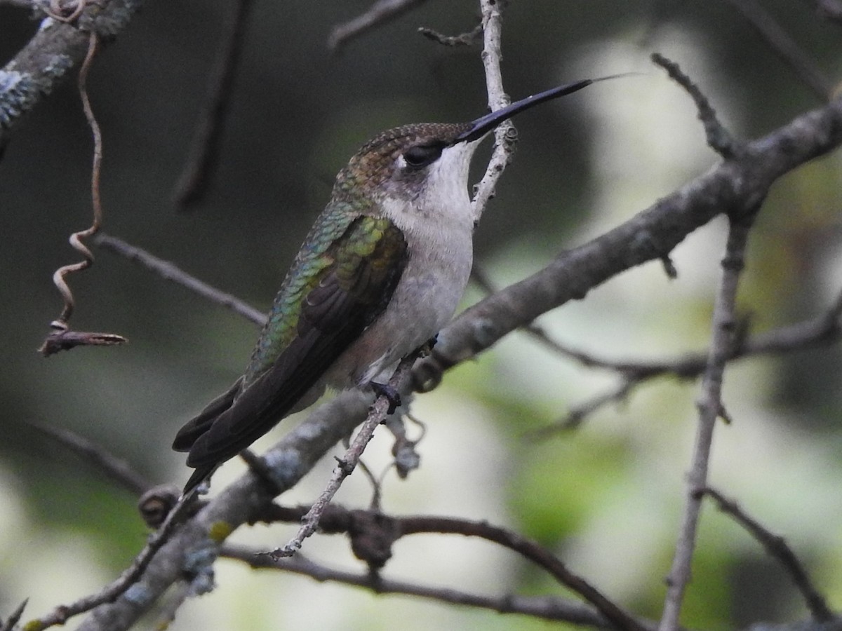 Ruby-throated Hummingbird - ML622710674