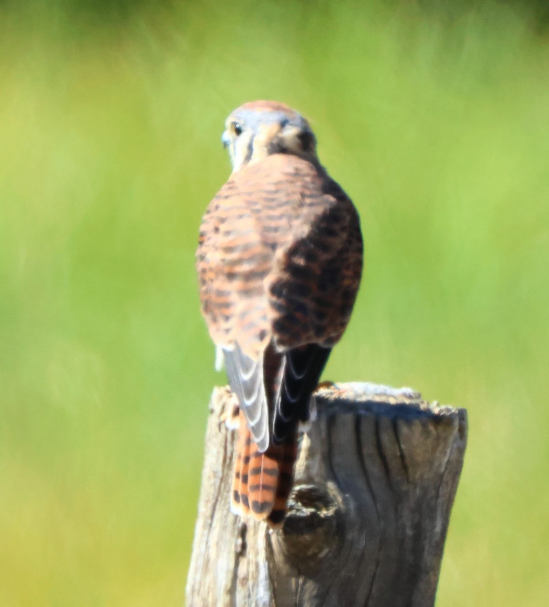 American Kestrel - ML622710692