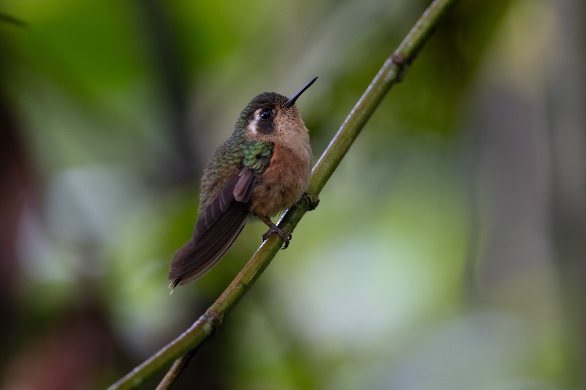 Speckled Hummingbird - ML622710717