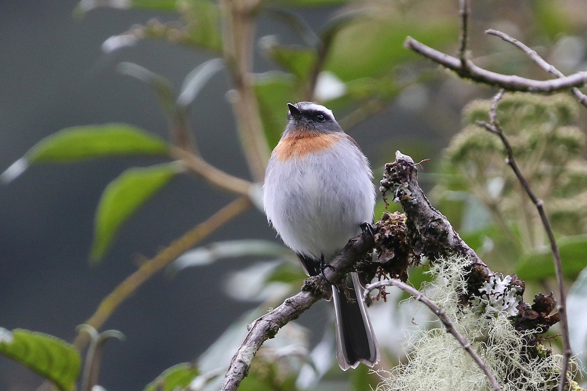 Rufous-breasted Chat-Tyrant - ML622710718