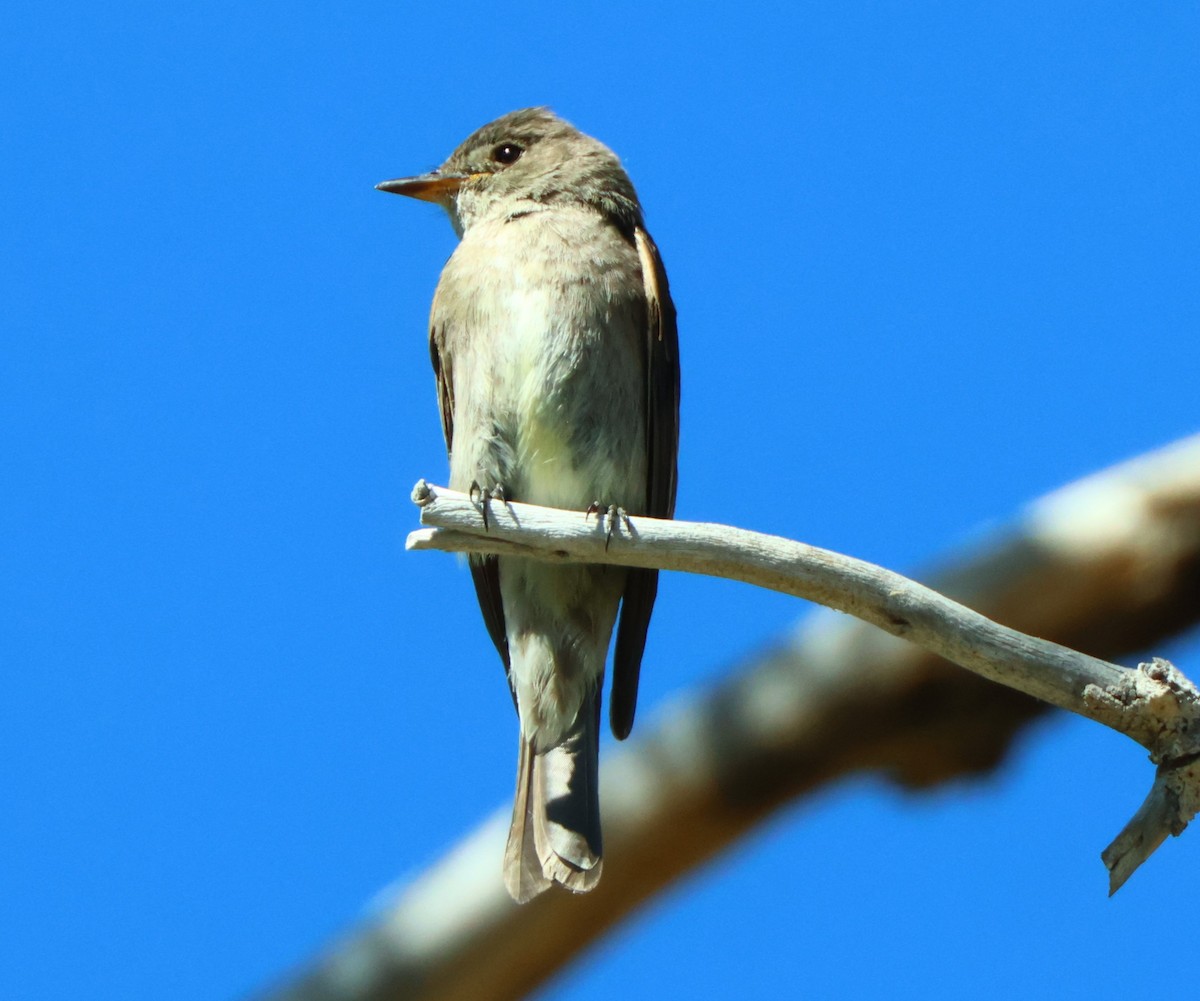 Western Wood-Pewee - ML622710721