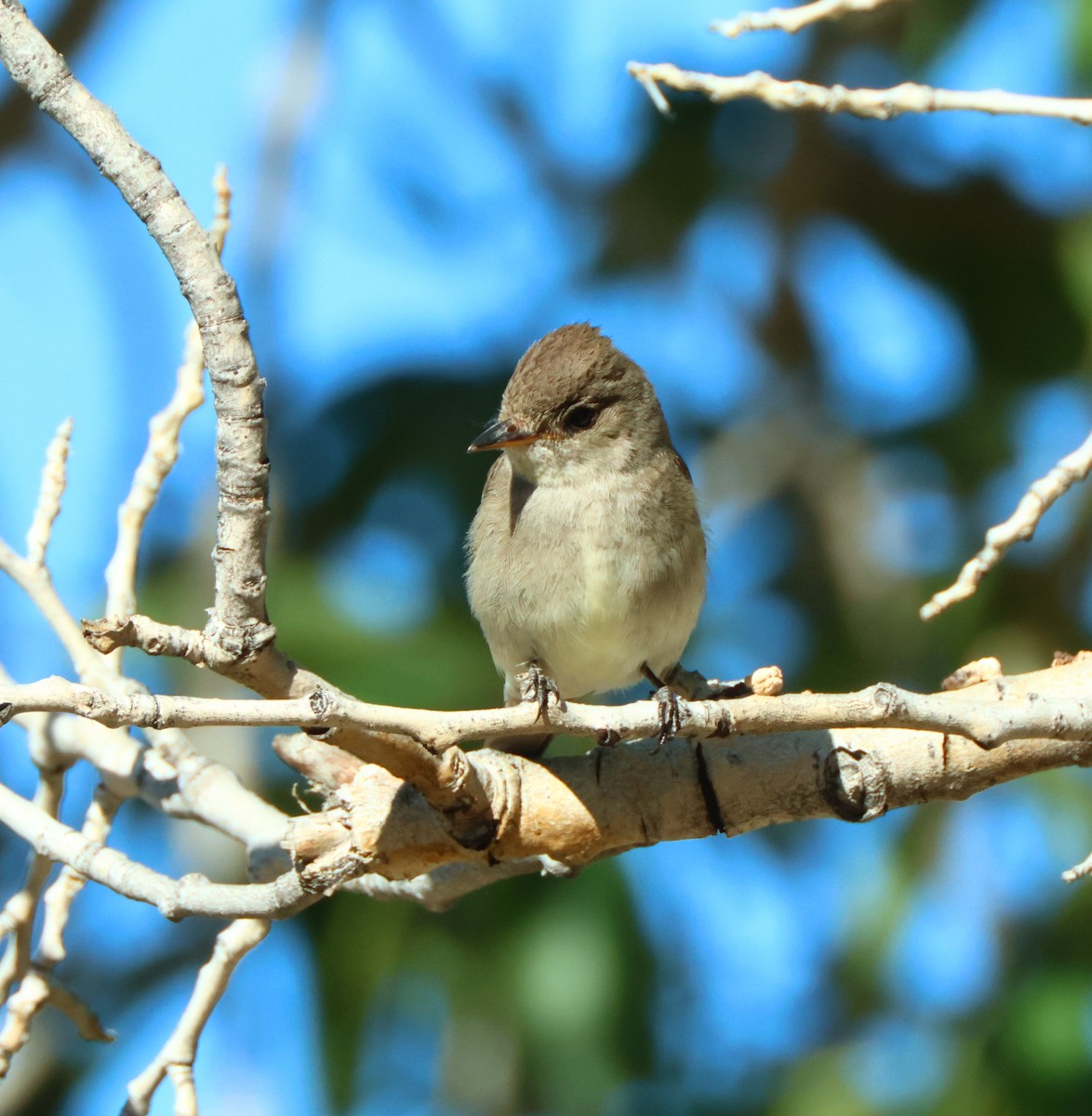 Western Wood-Pewee - ML622710722