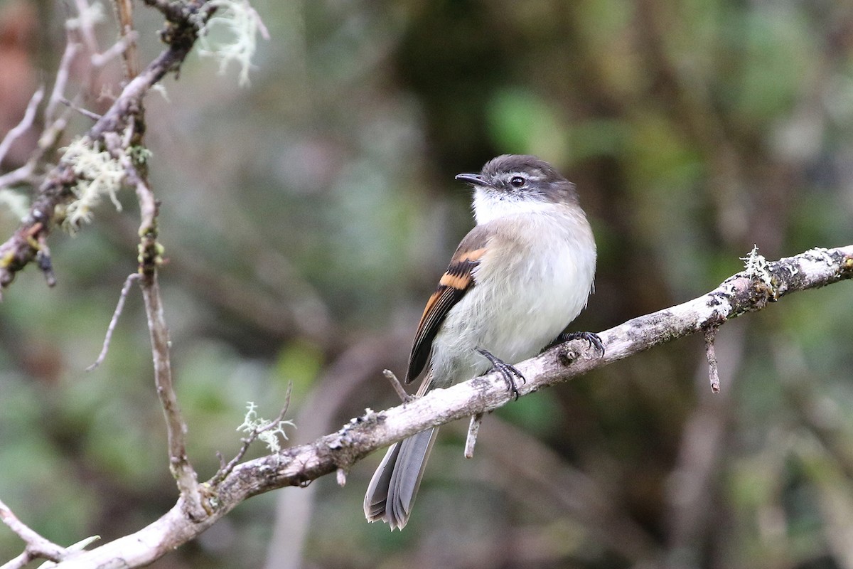 White-throated Tyrannulet - ML622710726