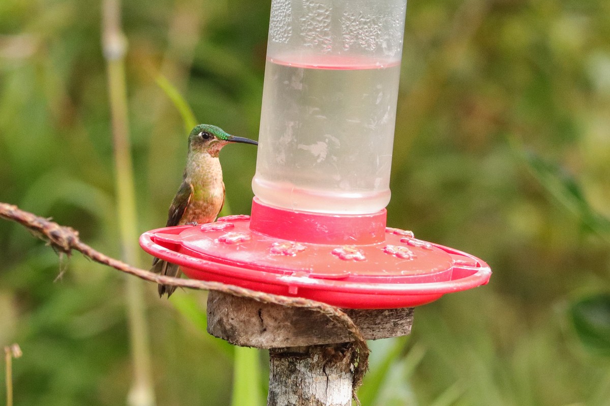 Fawn-breasted Brilliant - ML622710729