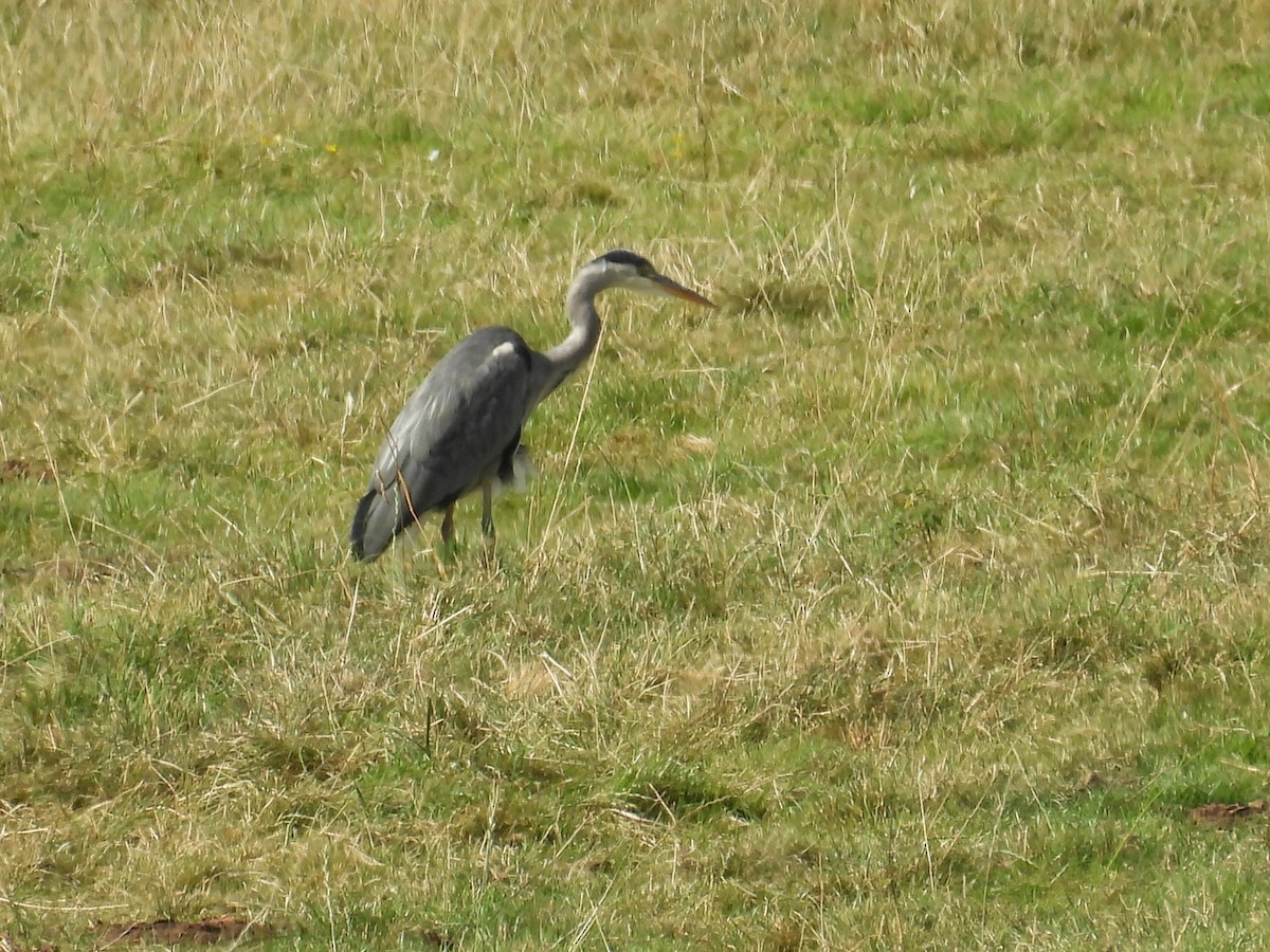 Хөх дэглий - ML622710750