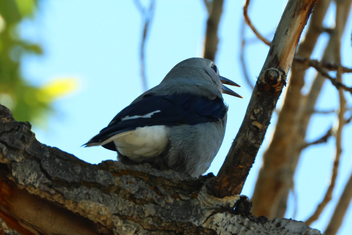Clark's Nutcracker - ML622710751