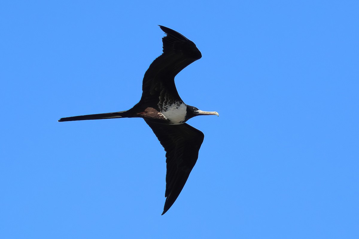 Magnificent Frigatebird - ML622710765