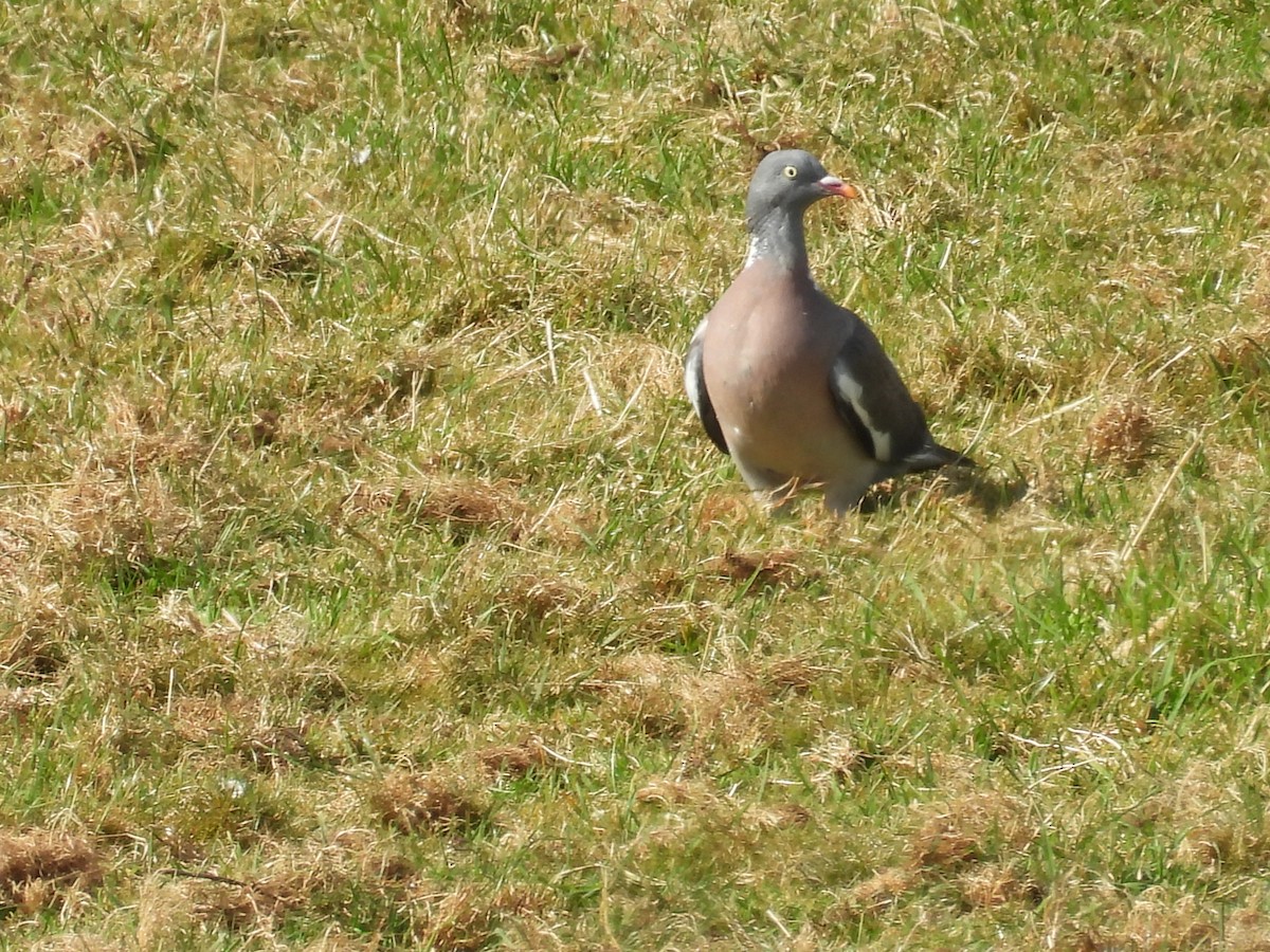 Ойн тагтаа - ML622710766