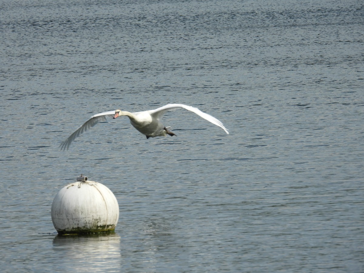 Хуруут хун - ML622710784