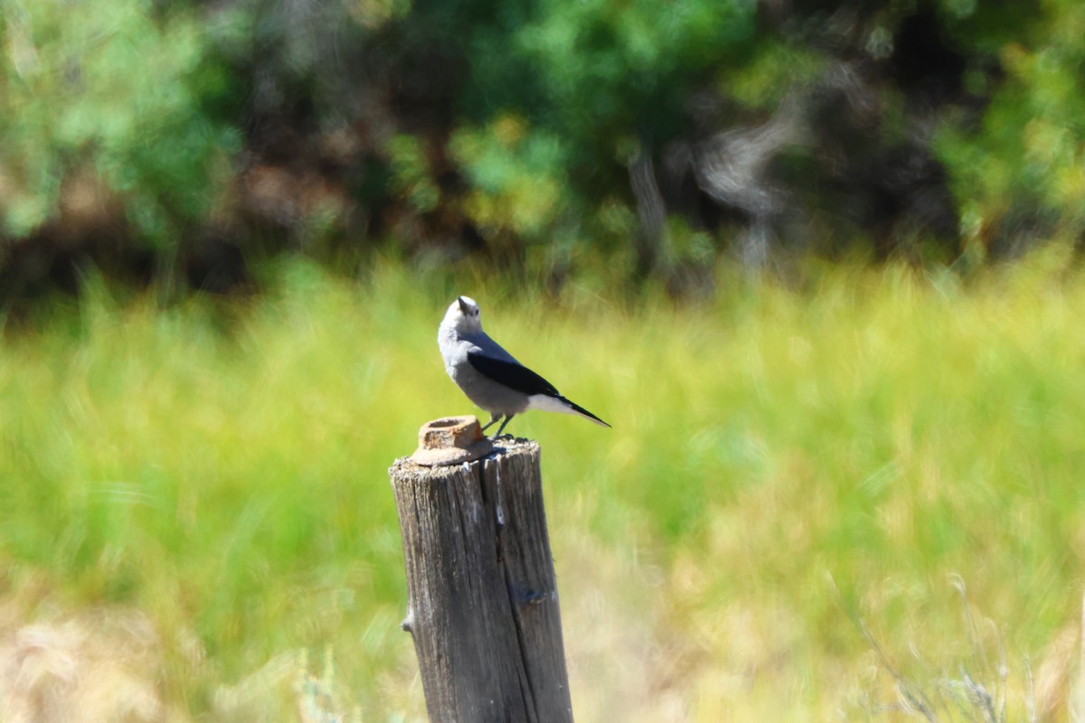 Clark's Nutcracker - ML622710811